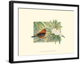 Scarlet Tanager-Janet Mandel-Framed Art Print