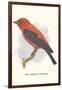 Scarlet Tanager-null-Framed Art Print