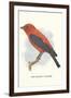 Scarlet Tanager-null-Framed Art Print