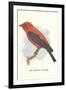 Scarlet Tanager-null-Framed Art Print