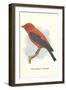 Scarlet Tanager-null-Framed Art Print