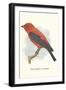 Scarlet Tanager-null-Framed Art Print