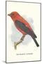 Scarlet Tanager-null-Mounted Art Print