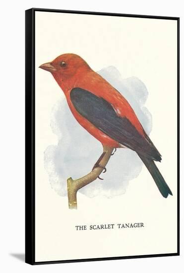 Scarlet Tanager-null-Framed Stretched Canvas