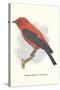 Scarlet Tanager-null-Stretched Canvas