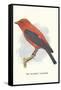 Scarlet Tanager-null-Framed Stretched Canvas