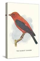 Scarlet Tanager-null-Stretched Canvas