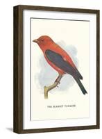 Scarlet Tanager-null-Framed Premium Giclee Print