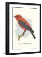 Scarlet Tanager-null-Framed Premium Giclee Print