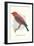 Scarlet Tanager-null-Framed Premium Giclee Print