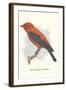 Scarlet Tanager-null-Framed Art Print