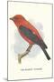 Scarlet Tanager-null-Mounted Art Print
