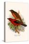 Scarlet Tanager-F.w. Frohawk-Stretched Canvas