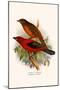 Scarlet Tanager-F.w. Frohawk-Mounted Art Print