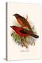 Scarlet Tanager-F.w. Frohawk-Stretched Canvas