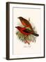 Scarlet Tanager-F.w. Frohawk-Framed Art Print