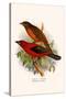 Scarlet Tanager-F.w. Frohawk-Stretched Canvas