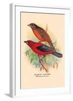 Scarlet Tanager-Arthur G. Butler-Framed Art Print