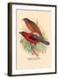 Scarlet Tanager-Arthur G. Butler-Framed Art Print