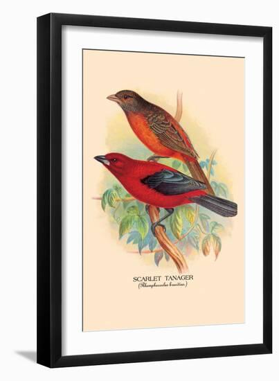 Scarlet Tanager-Arthur G. Butler-Framed Art Print