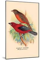 Scarlet Tanager-Arthur G. Butler-Mounted Art Print