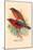Scarlet Tanager-Arthur G. Butler-Mounted Art Print