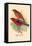 Scarlet Tanager-Arthur G. Butler-Framed Stretched Canvas