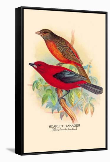 Scarlet Tanager-Arthur G. Butler-Framed Stretched Canvas