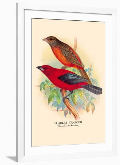 Scarlet Tanager-Arthur G. Butler-Framed Art Print