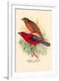 Scarlet Tanager-Arthur G. Butler-Framed Art Print