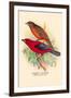 Scarlet Tanager-Arthur G. Butler-Framed Art Print