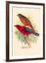 Scarlet Tanager-Arthur G. Butler-Framed Art Print