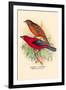 Scarlet Tanager-Arthur G. Butler-Framed Art Print