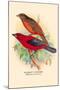 Scarlet Tanager-Arthur G. Butler-Mounted Art Print