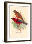 Scarlet Tanager-Arthur G. Butler-Framed Art Print