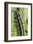 Scarlet Tiger Moth Caterpillar (Callimorpha Dominula) Feeding on Common Comfrey Leaf-Nick Upton-Framed Photographic Print