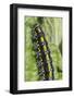 Scarlet Tiger Moth Caterpillar (Callimorpha Dominula) Feeding on Common Comfrey Leaf-Nick Upton-Framed Photographic Print