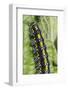 Scarlet Tiger Moth Caterpillar (Callimorpha Dominula) Feeding on Common Comfrey Leaf-Nick Upton-Framed Photographic Print