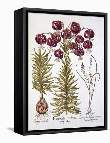 Scarlet Turk's Cap Lily and Scilla Autumnalis, from 'Hortus Eystettensis', by Basil Besler (1561-16-German School-Framed Stretched Canvas