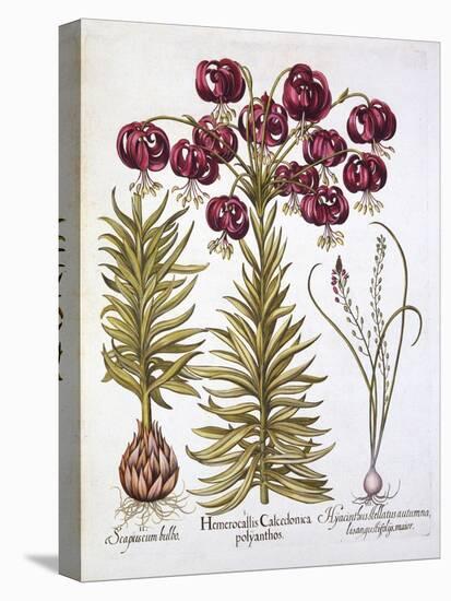 Scarlet Turk's Cap Lily and Scilla Autumnalis, from 'Hortus Eystettensis', by Basil Besler (1561-16-German School-Stretched Canvas