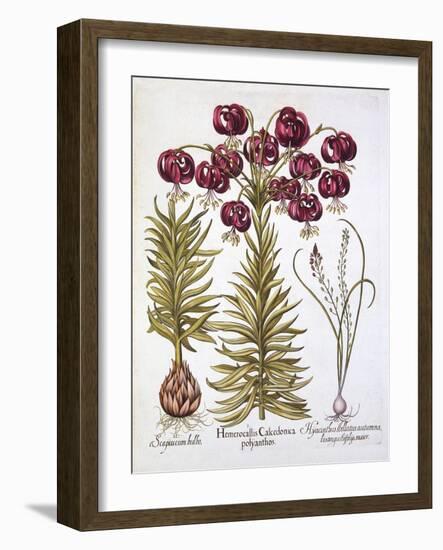 Scarlet Turk's Cap Lily and Scilla Autumnalis, from 'Hortus Eystettensis', by Basil Besler (1561-16-German School-Framed Giclee Print