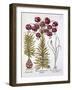 Scarlet Turk's Cap Lily and Scilla Autumnalis, from 'Hortus Eystettensis', by Basil Besler (1561-16-German School-Framed Giclee Print