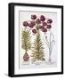 Scarlet Turk's Cap Lily and Scilla Autumnalis, from 'Hortus Eystettensis', by Basil Besler (1561-16-German School-Framed Giclee Print