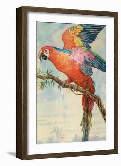 Scarlett Macaw-null-Framed Art Print