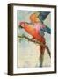 Scarlett Macaw-null-Framed Art Print