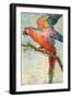 Scarlett Macaw-null-Framed Art Print