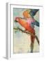 Scarlett Macaw-null-Framed Art Print