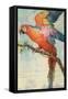 Scarlett Macaw-null-Framed Stretched Canvas