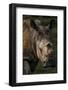 Scarred face of a white rhinoceros that survived an attack by poachers, South Africa-Neil Aldridge-Framed Photographic Print