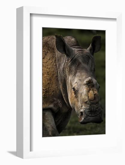 Scarred face of a white rhinoceros that survived an attack by poachers, South Africa-Neil Aldridge-Framed Photographic Print